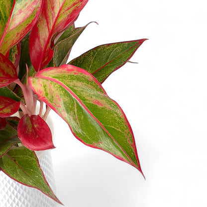 Aglaonema Siam Aurora P110 (Hydroponic Pot)