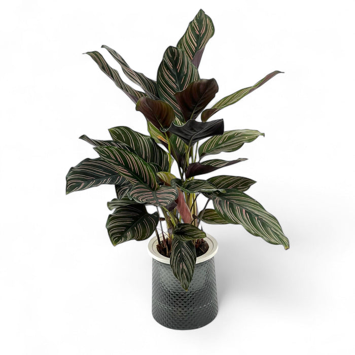 Calathea Sanderiana P110 (Hydroponic Pot)