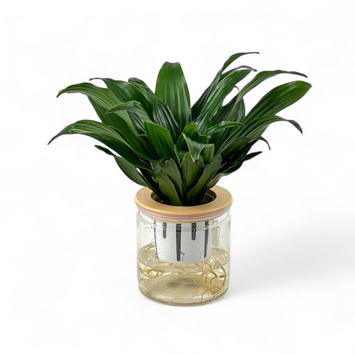 Dracaena Fragrans Compacta P110 (Hydroponic Pot)