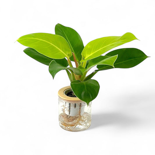 Philodendron Imperial Gold P110 (Hydroponic Pot)