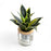 Sansevieria P110 (Hydroponic Pot)