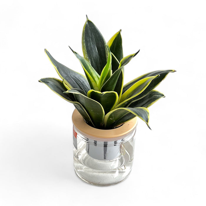 Sansevieria P110 (Hydroponic Pot)