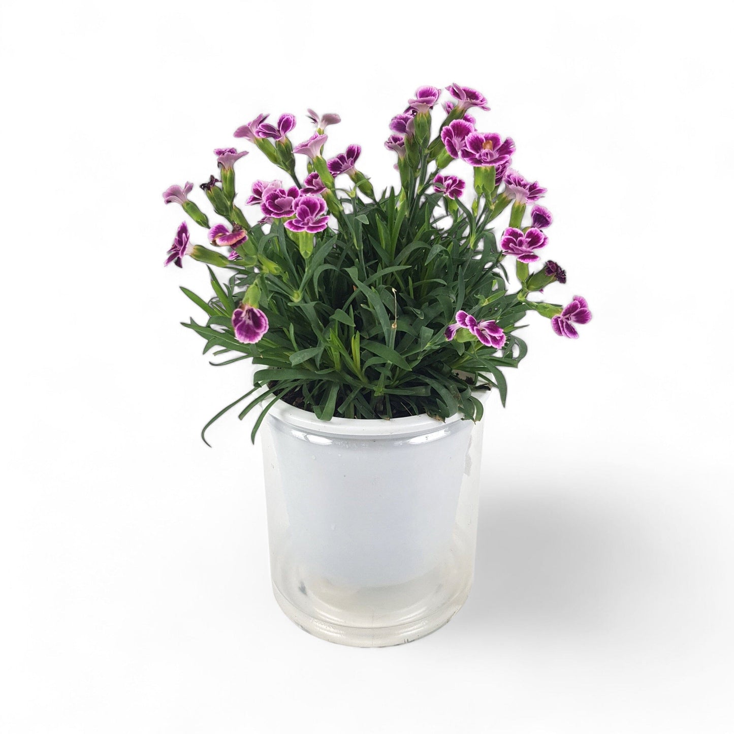 Dianthus/Carnation P120 (Hydroponic Pot)