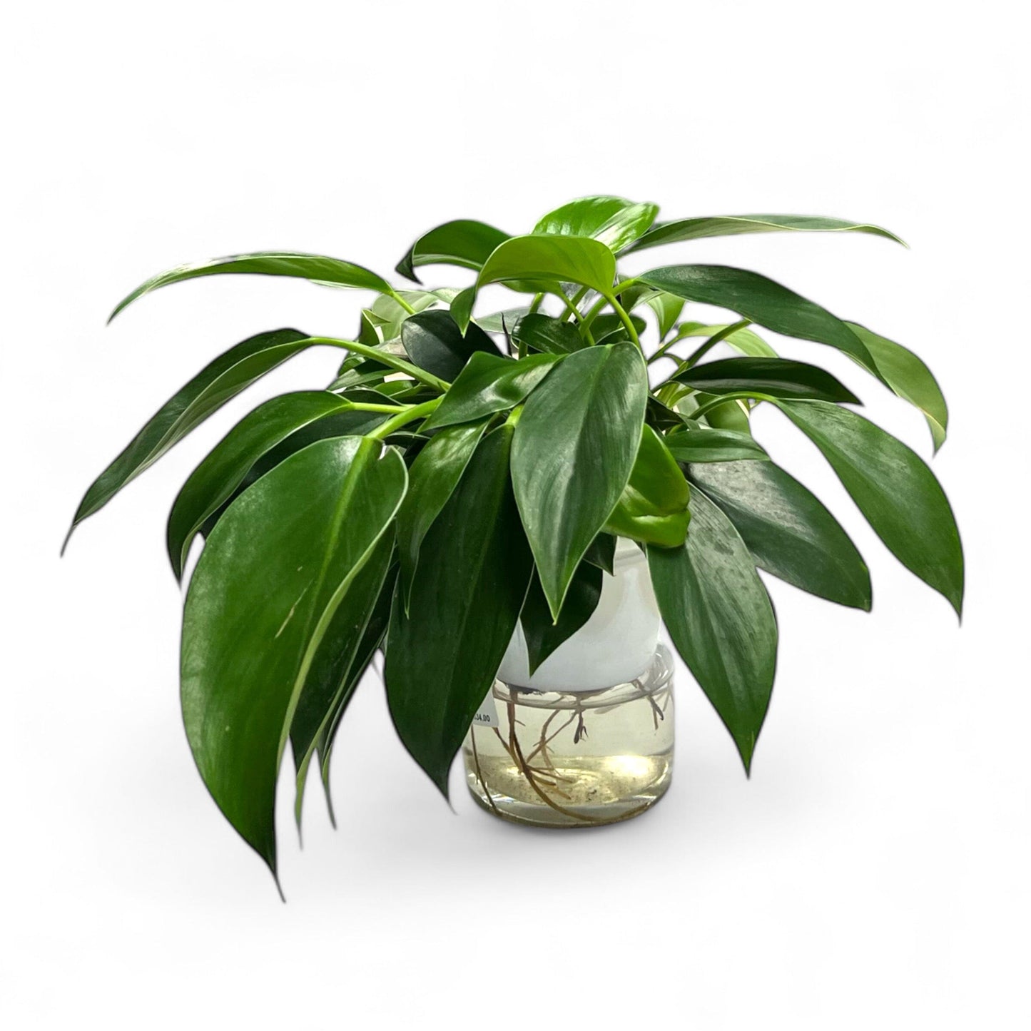 Philodendron Congo - Straight P110 (Hydroponic Pot)