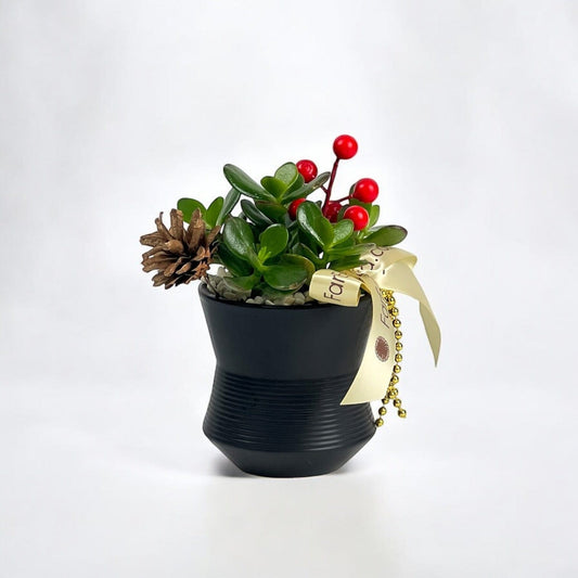 Crassula Christmas Cheer