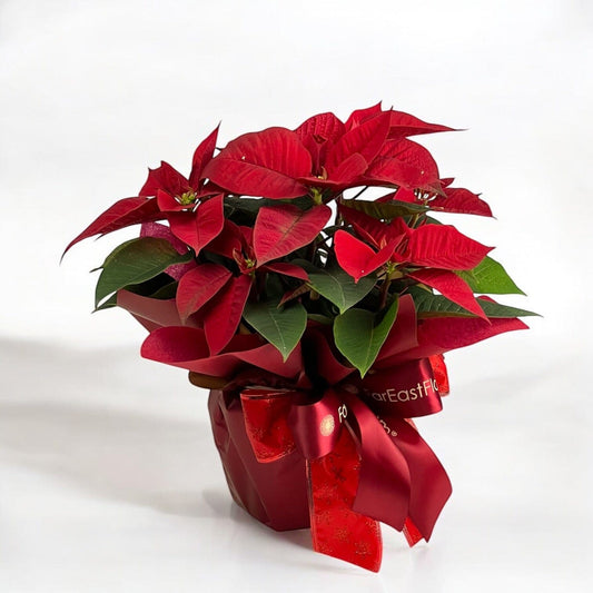 Poinsettia Joy