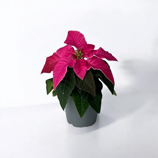 Poinsettia Mini - Pink