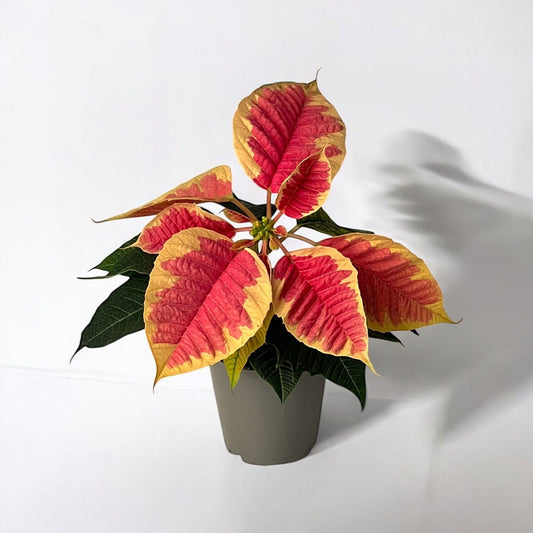 Poinsettia Mini - Marble