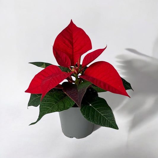 Poinsettia Mini - Red