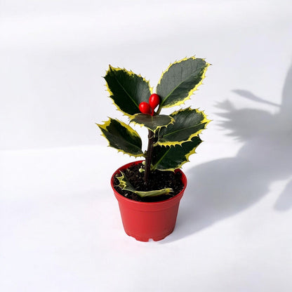 Ilex Meserveae Mini Plant (P60)