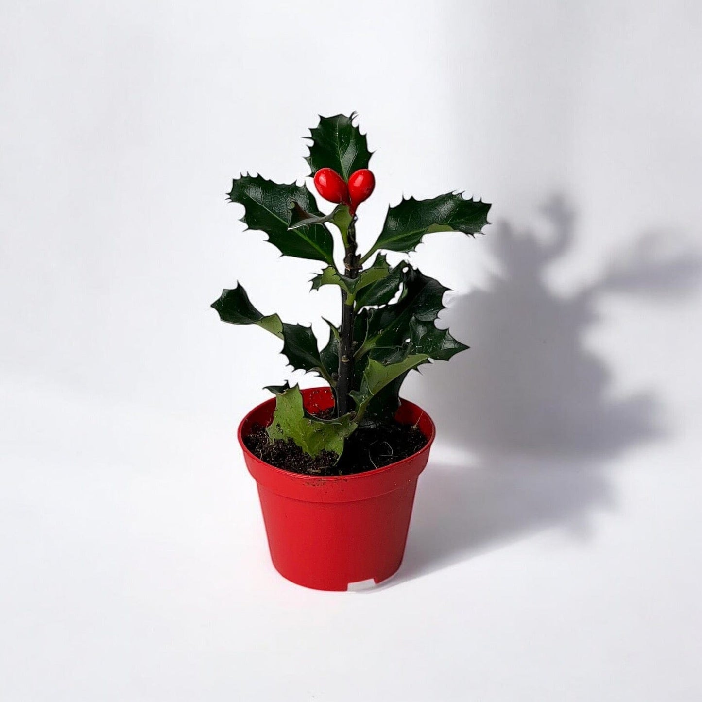 Ilex Meserveae Mini Plant (P60)