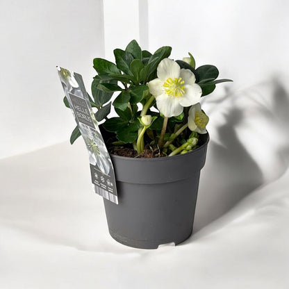 Helleborus White Christmas Carol Plant