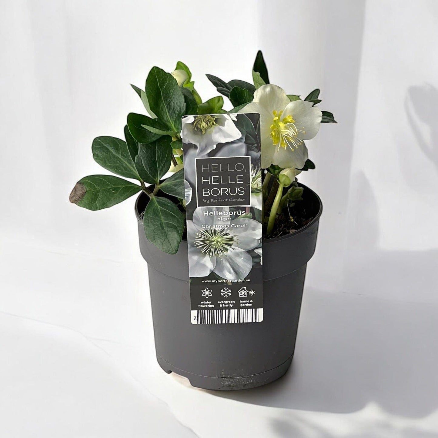 Helleborus White Christmas Carol Plant