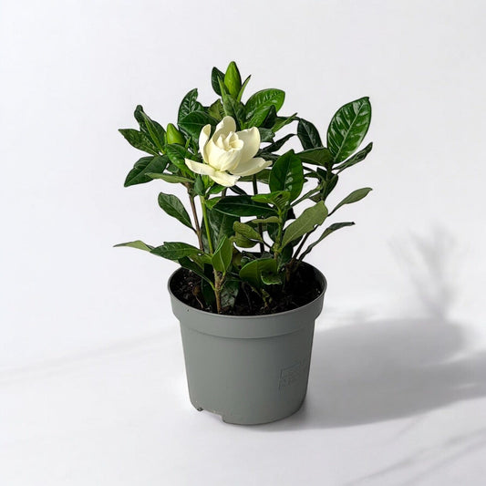 Gardenia Jasminoides