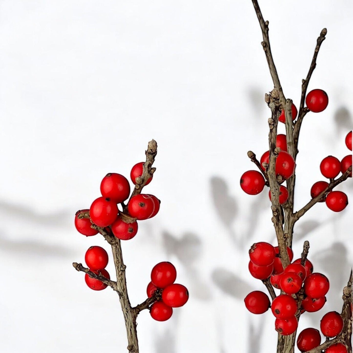 Ilex Verticillata (P200)