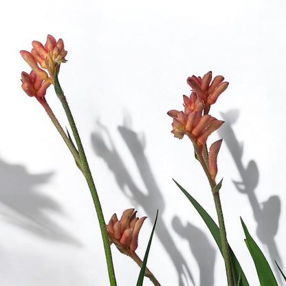 Anigozanthos Plant/Kangaroo Paw