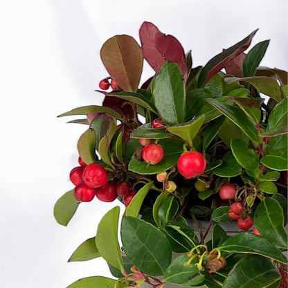 Gaultheria Big Berry