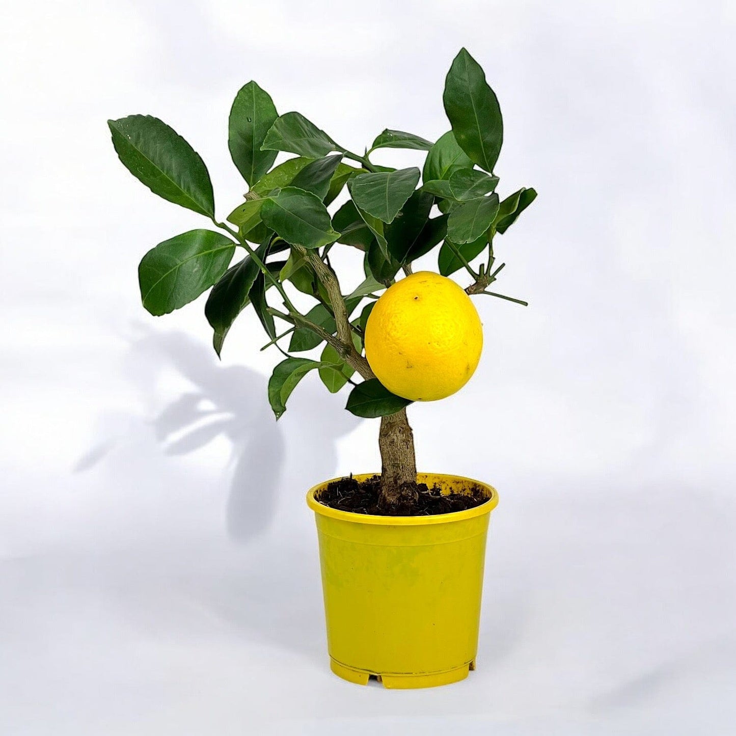 Citrus Tree