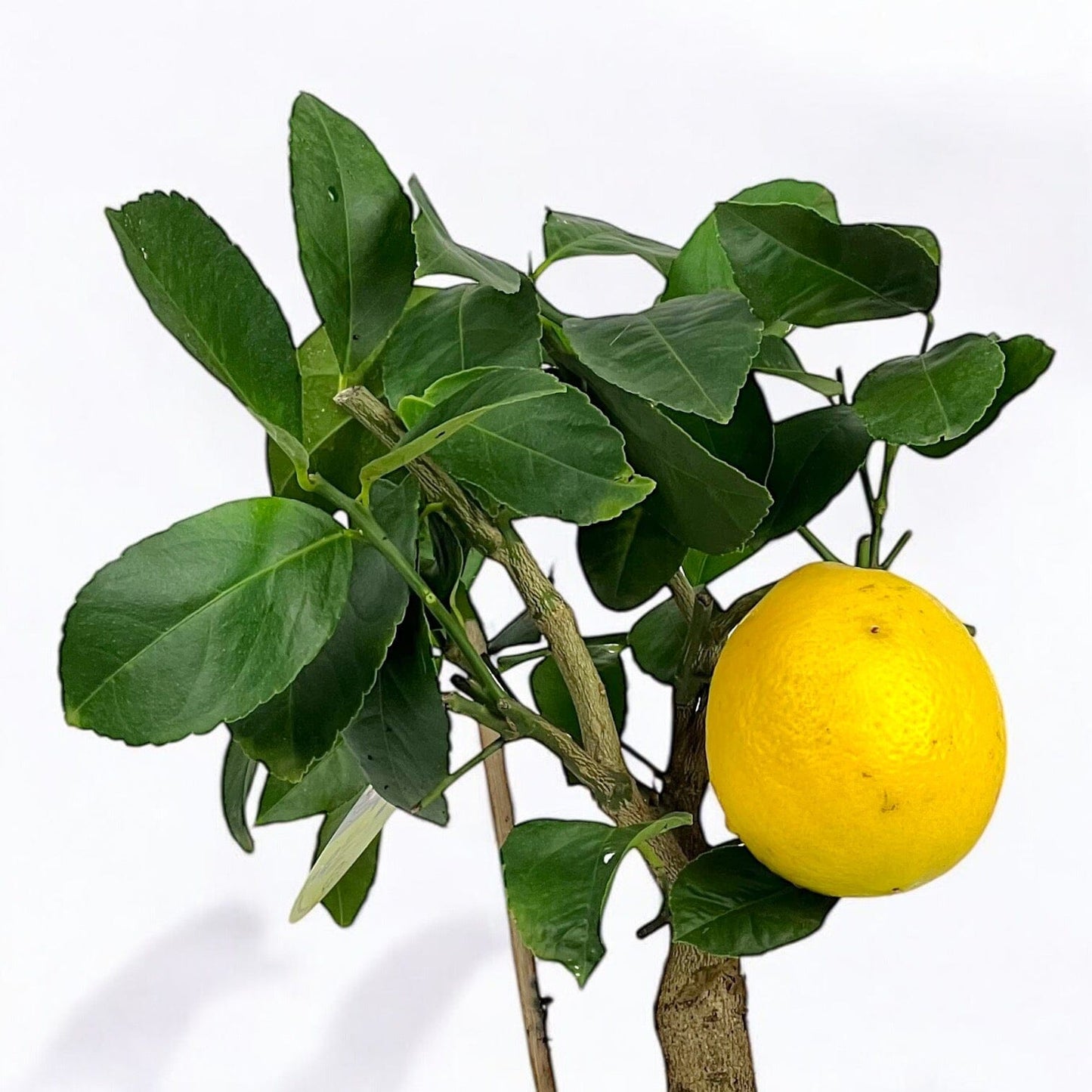 Citrus Tree