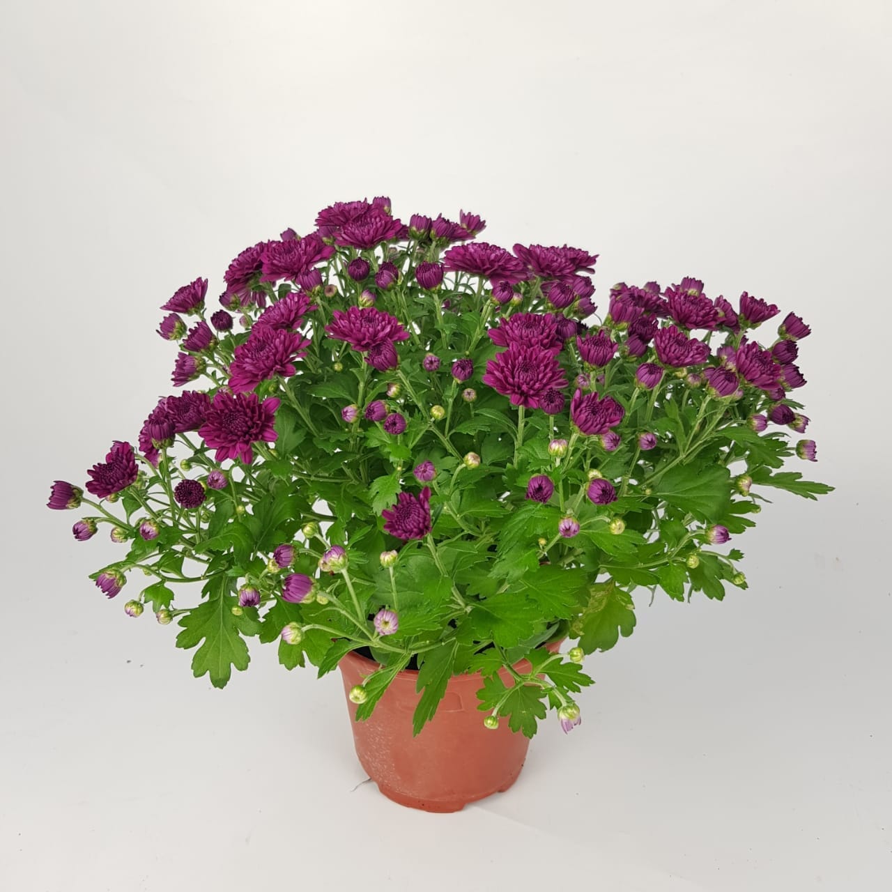 Chrysanthemum - Purple (P150)