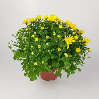 Chrysanthemum - Yellow (P150)