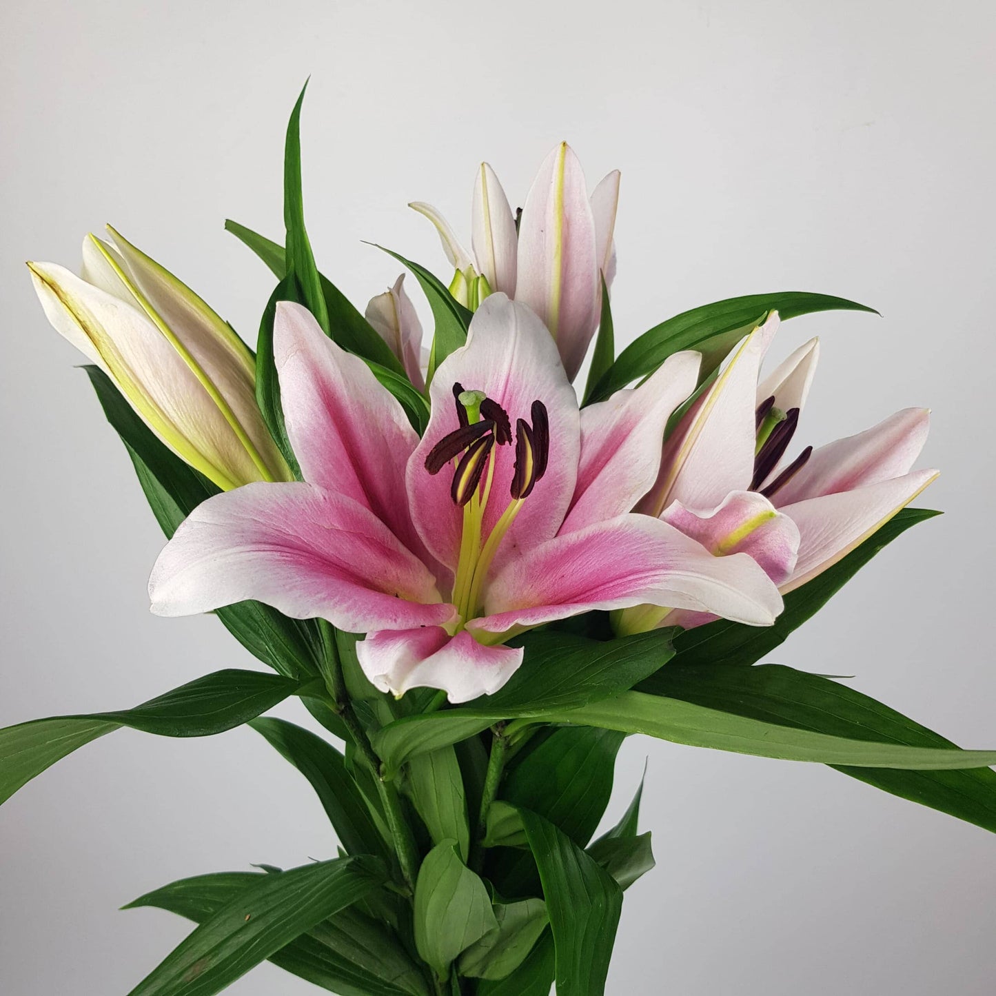 Lily - Oriental Trocadero Pink