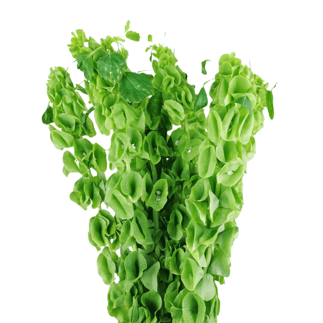 Moluccella Leaf