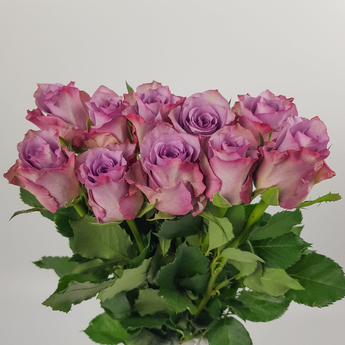 rose-imported-cold-purple-10-stems