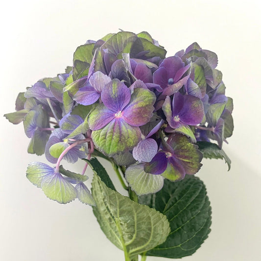 Hydrangea - 2 Tone Purple Green