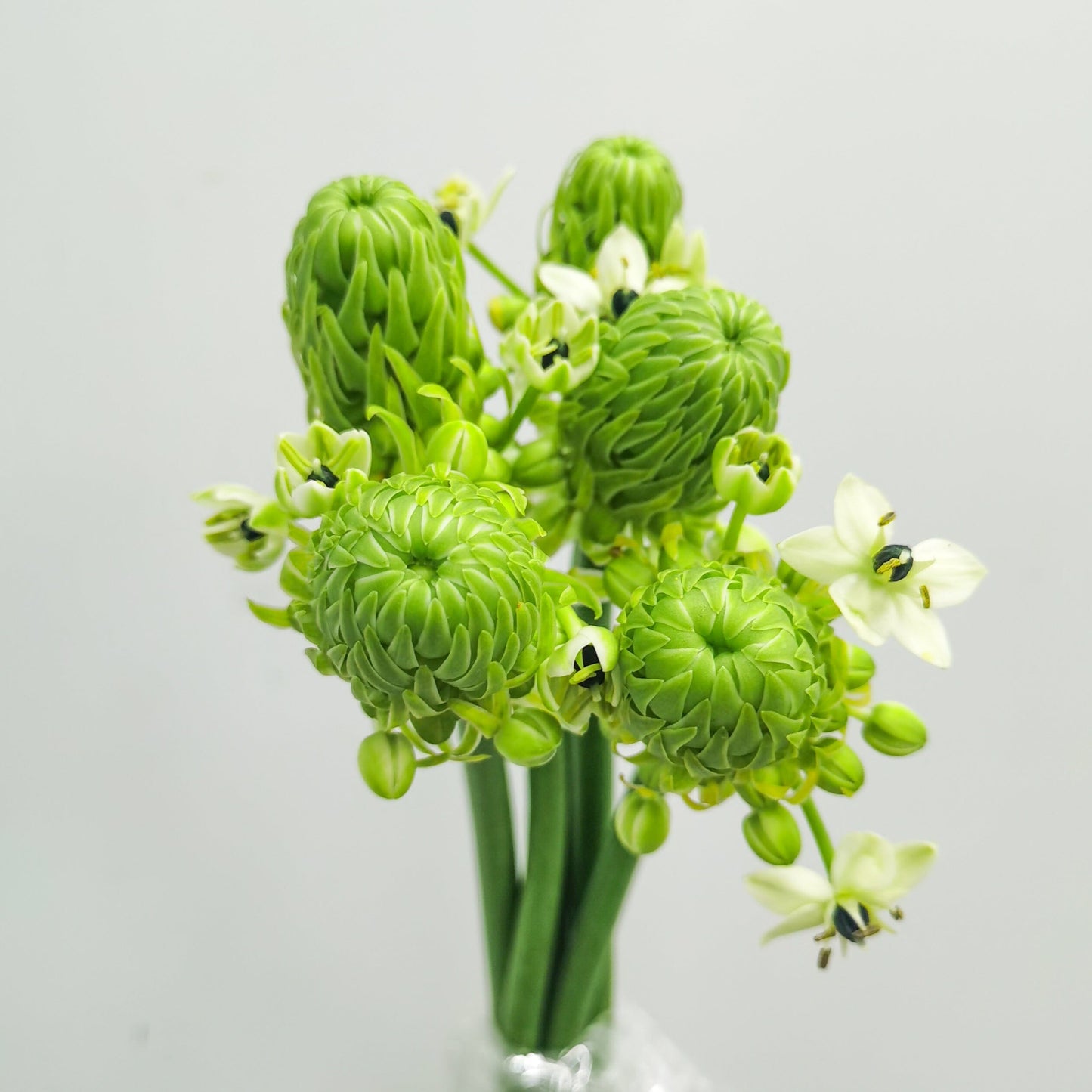 Ornithogalum (Imported)