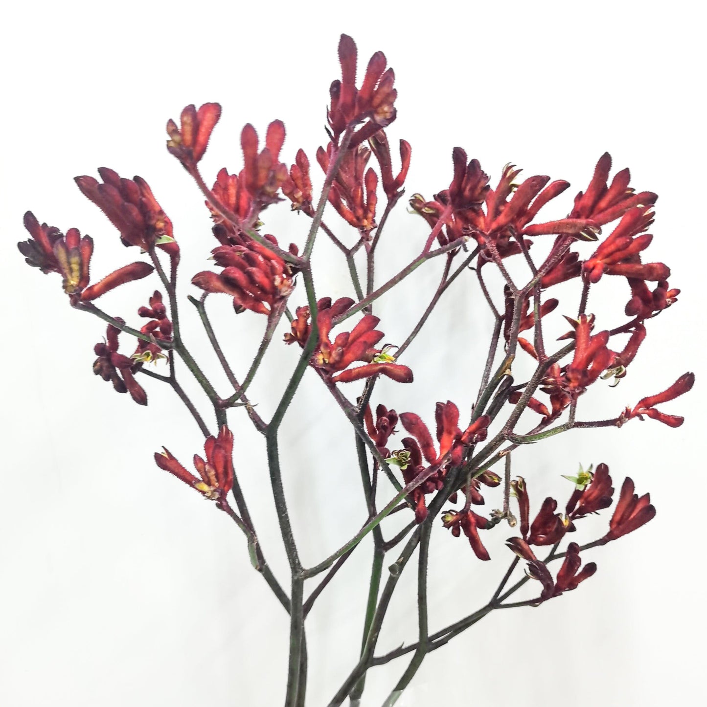 Kangaroo Paws - Red (10 Stems)