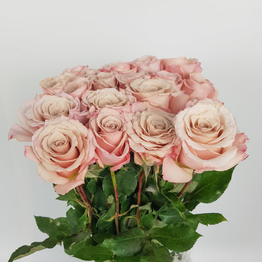 Rose (Imported) - Light Cappucino [10 Stems]