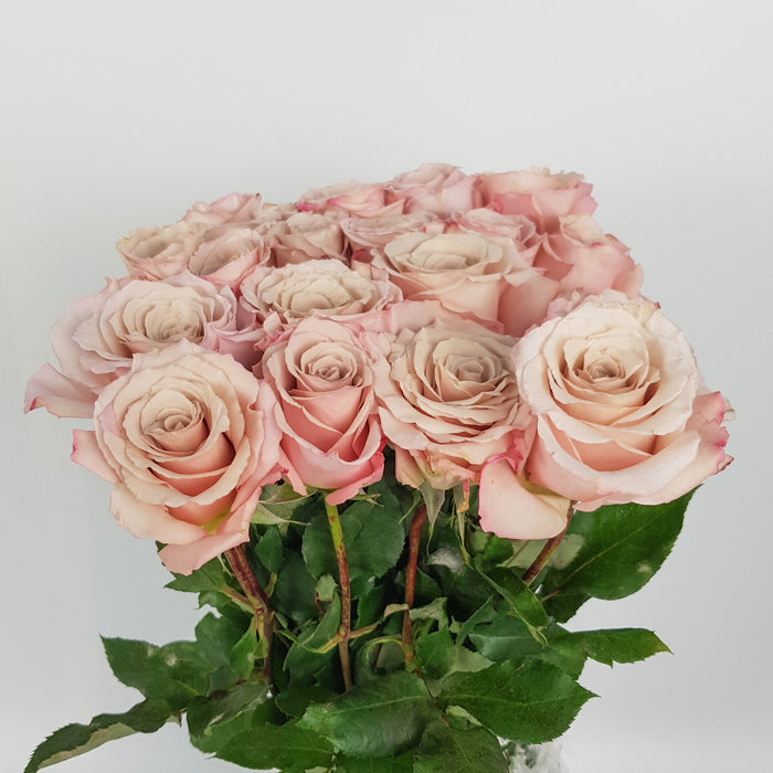 Rose (Imported) - Light Cappucino [10 Stems]