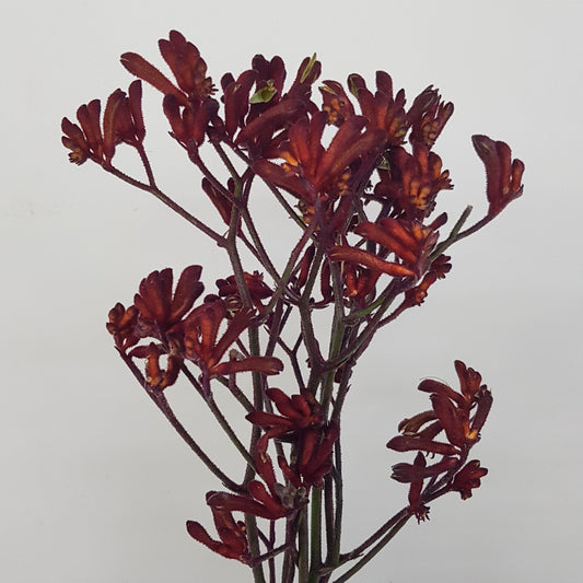 Kangaroo Paws - Red (10 Stems)