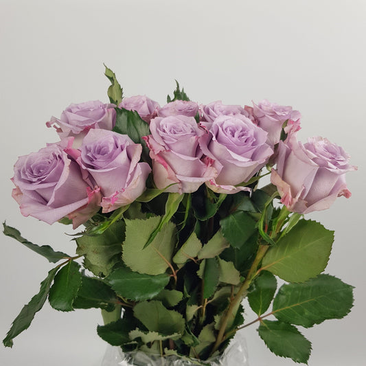 Rose - Azura Sea Purple (10 stems)