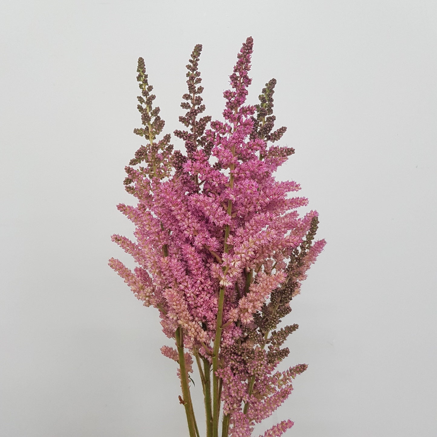 Astilbe -  Vision Pink (5 Stems)