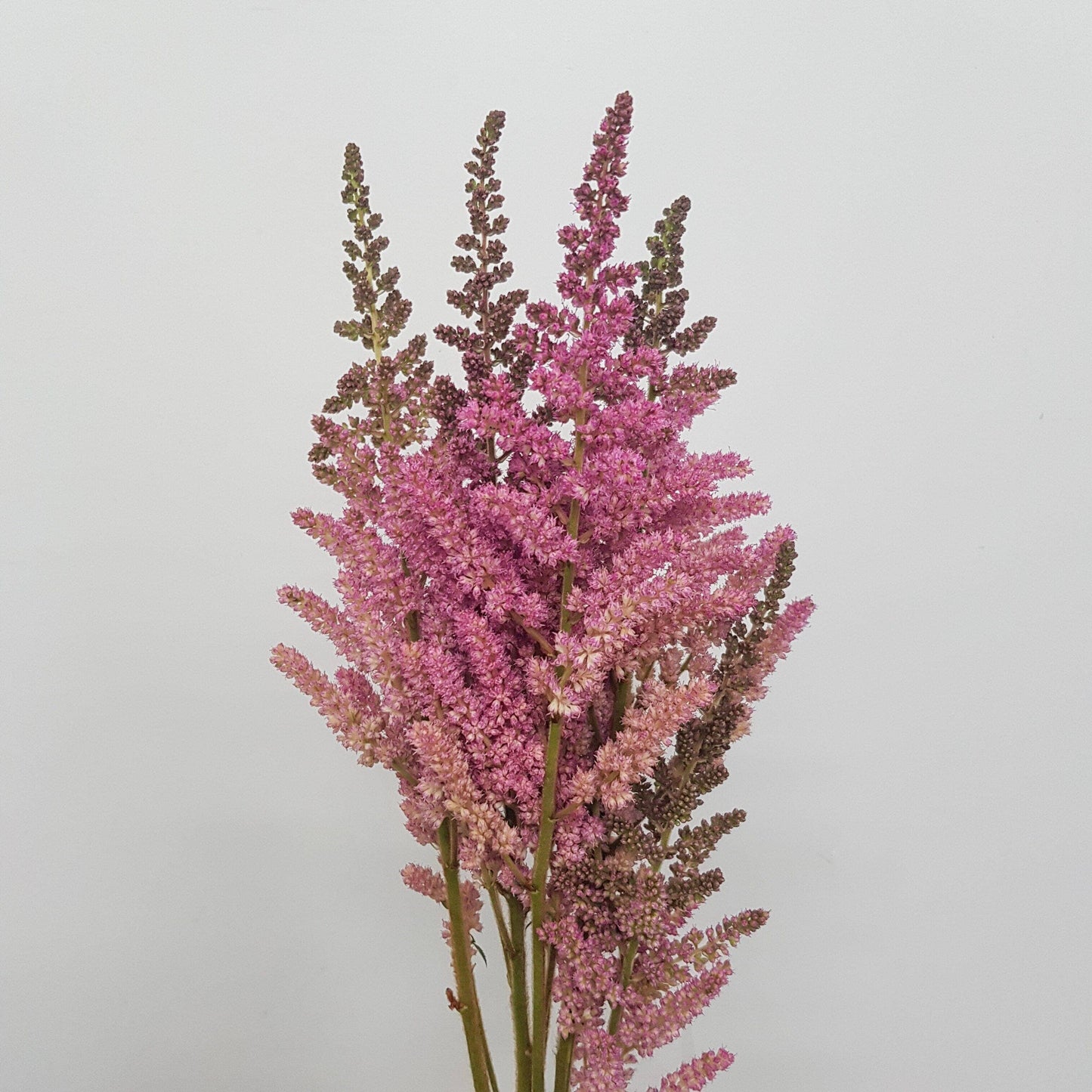 Astilbe -  Paul Gaarder Pink (10 Stems)