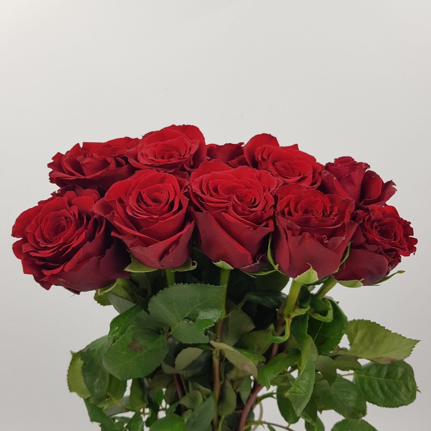 Rose Ever Red 50cm   - Red