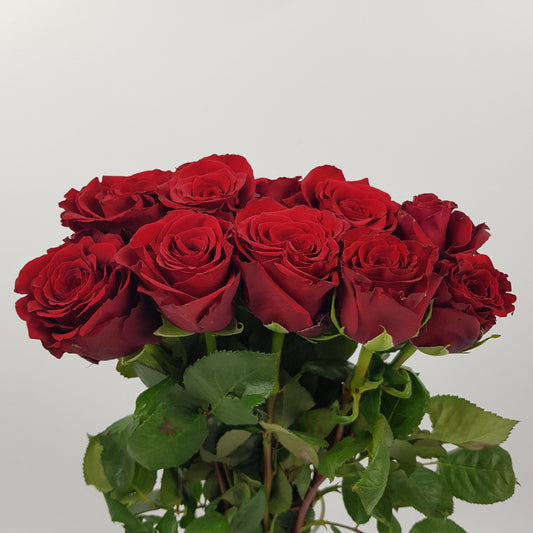 Rose Ever Red 50cm   - Red