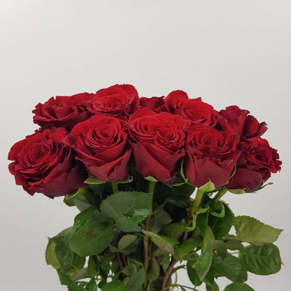 Rose 50cm Freedom - Red (25 Stems)