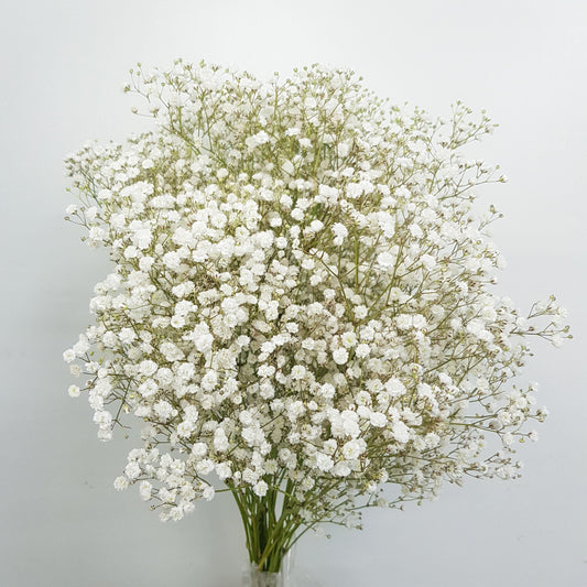 Floristika White Baby's Breath