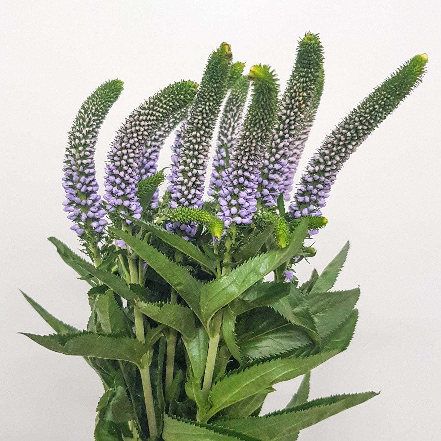 Veronica - Light Purple (10 Stems)