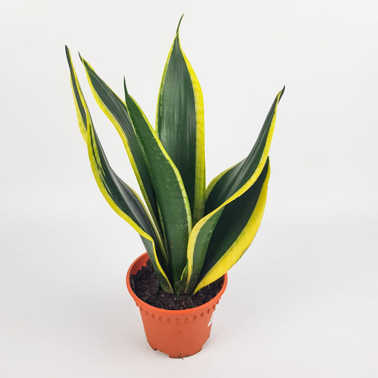 Sanseveria Black Star P120