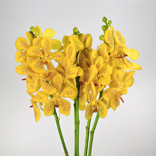 Orchid - Yellow (5 Stems) L