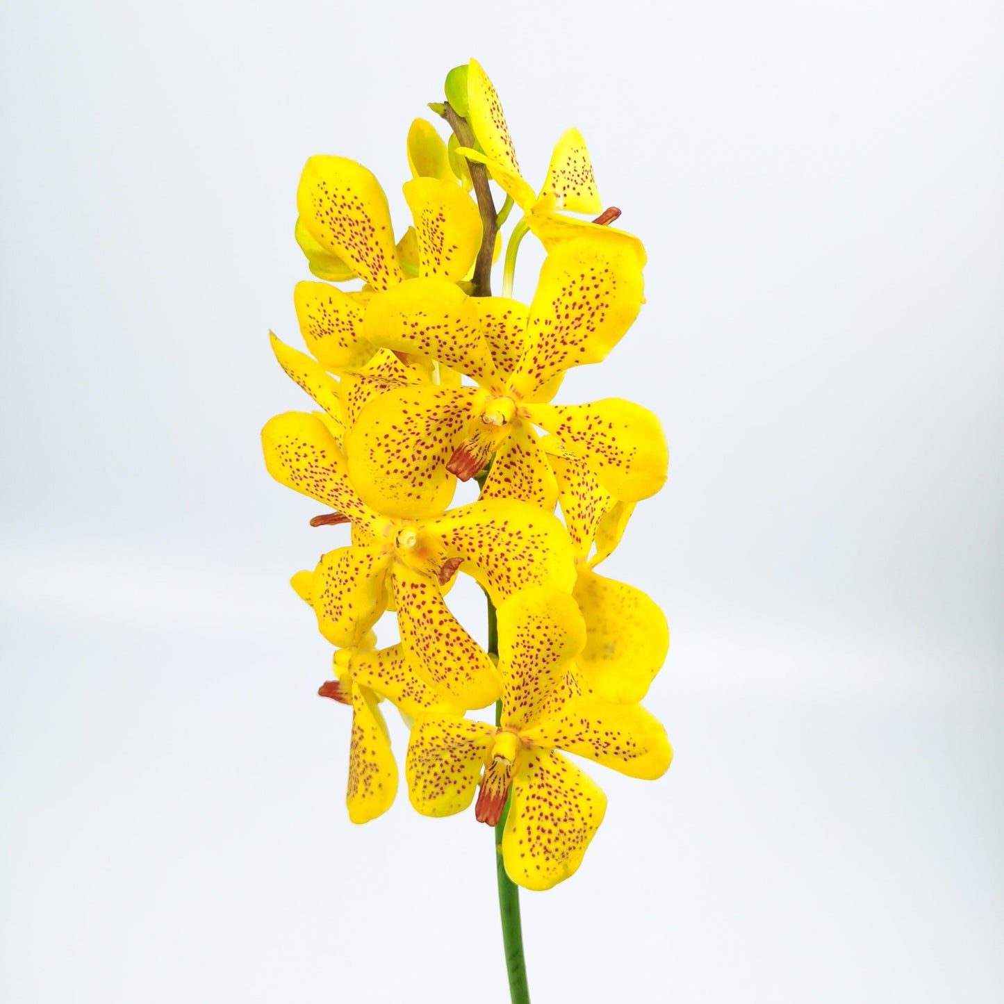 Orchid - Yellow (5 Stems) L