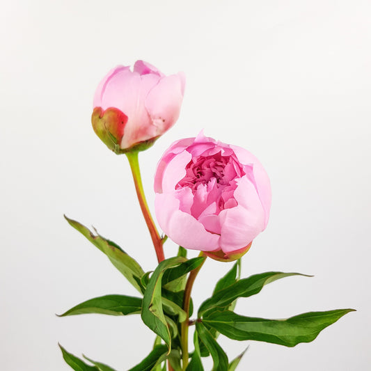 Peony - Light Pink (2 Stems)