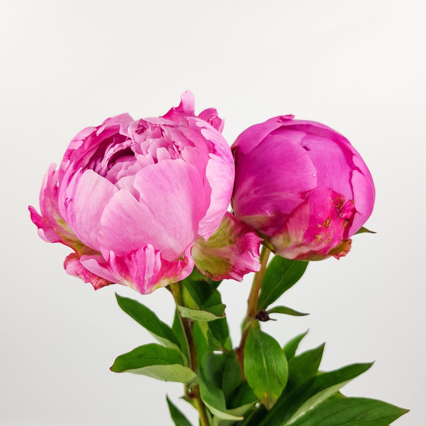 Peony - Pink (2 Stems)