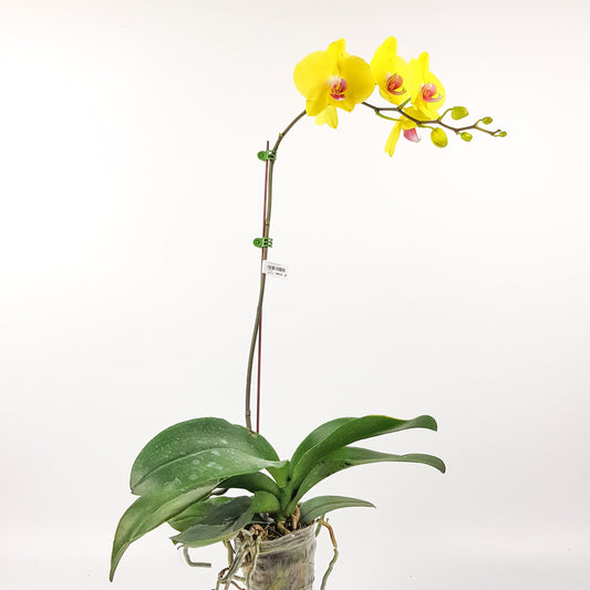 Phalaenopsis - Yellow