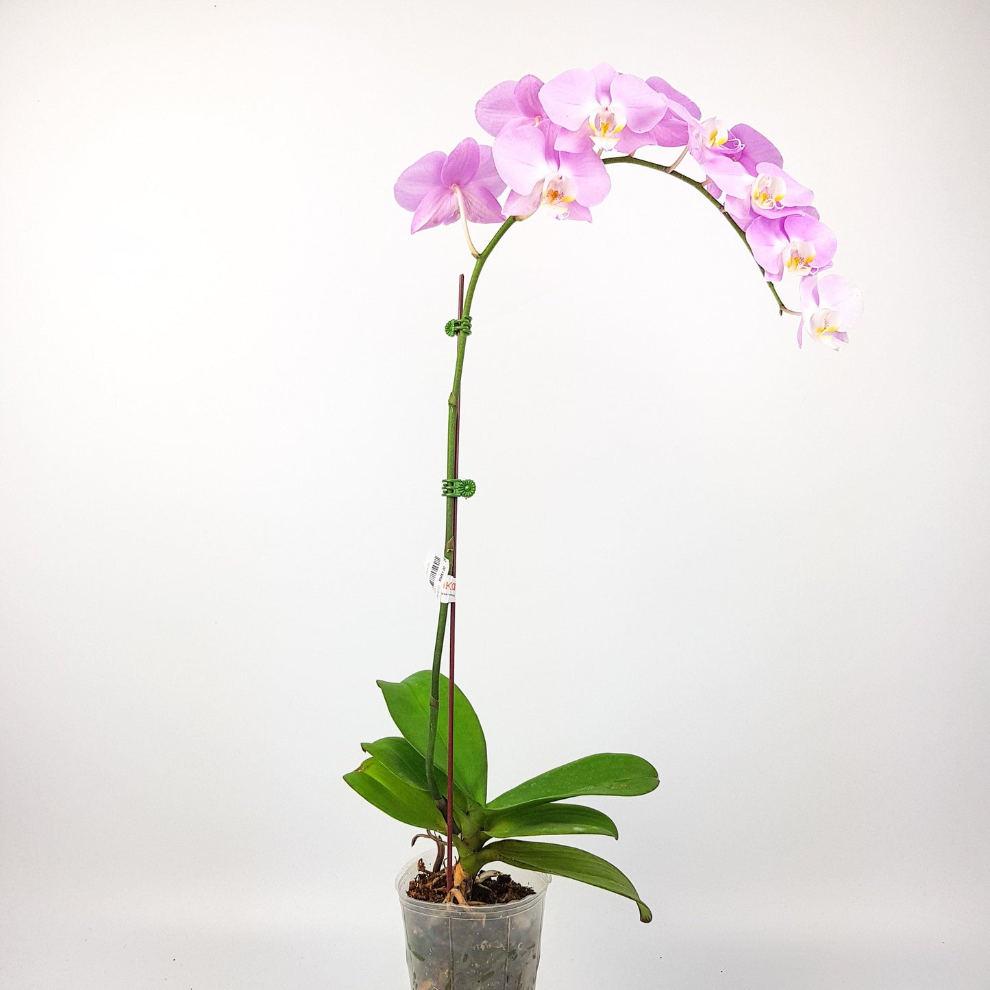 Phalaenopsis - Light Purple *Without Pot*