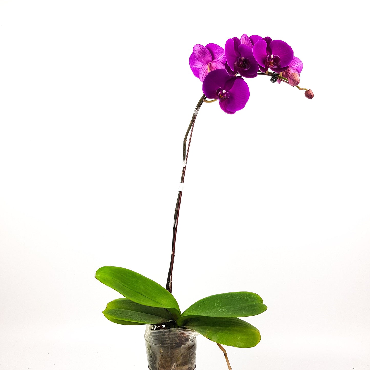 Phalaenopsis - Dark Purple *Without Pot*